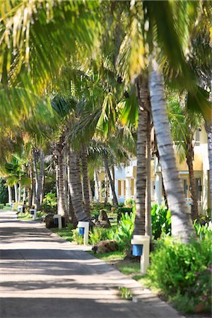 palm path - Hotel Walkway, Varadero, Matanzas Province, Cuba Stock Photo - Rights-Managed, Code: 700-03368411
