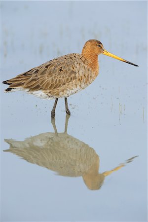 Black-tailed Godwit Foto de stock - Con derechos protegidos, Código: 700-03368499