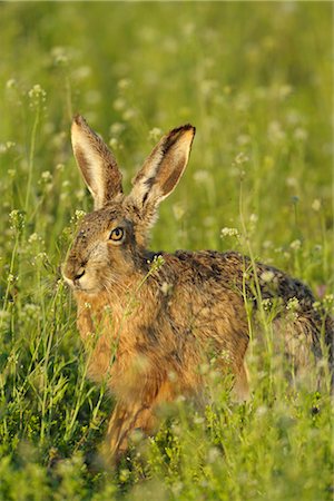Hare in Field of Flowers Stock Photo - Rights-Managed, Code: 700-03368504