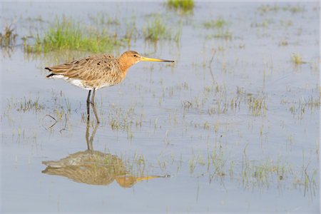 Black-tailed Godwit Foto de stock - Con derechos protegidos, Código: 700-03368500