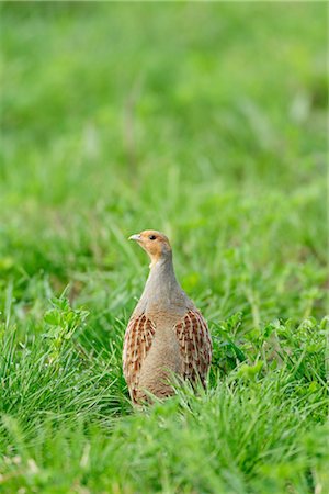 Perdrix grise en herbe Photographie de stock - Rights-Managed, Code: 700-03368501