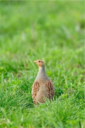 federwild - Rebhuhn im Gras Stockbilder - Lizenzpflichtiges, Bildnummer: 700-03368501