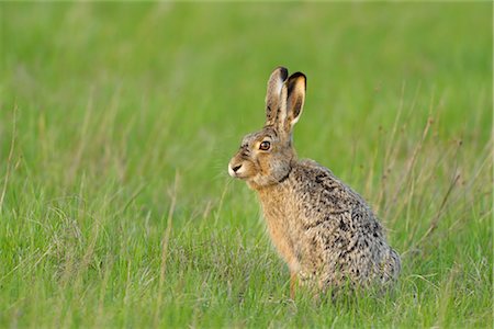 Portrait of Hare Stock Photo - Rights-Managed, Code: 700-03368503