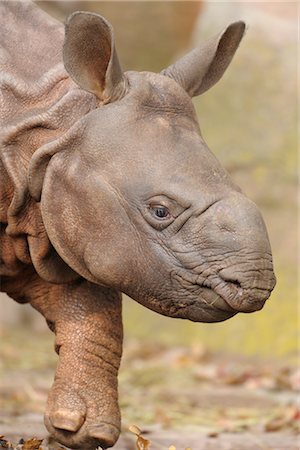 Gros plan du veau Rhinoceros Photographie de stock - Rights-Managed, Code: 700-03368517