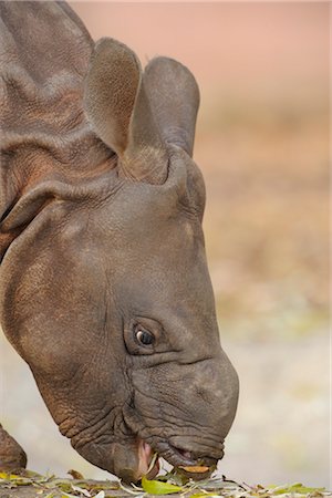 eyes and nose - Rhinoceros Calf Eating Stock Photo - Rights-Managed, Code: 700-03368519