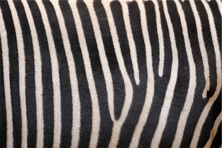 Close-up of Zebra Stripes Foto de stock - Con derechos protegidos, Código: 700-03368511