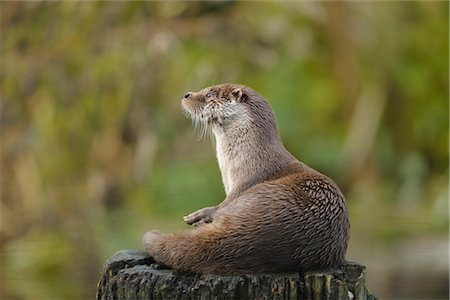 Loutre d'Europe sur une souche d'arbre Photographie de stock - Rights-Managed, Code: 700-03368512