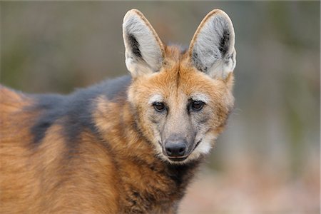 fur animal face - Maned Wolf Stock Photo - Rights-Managed, Code: 700-03368513