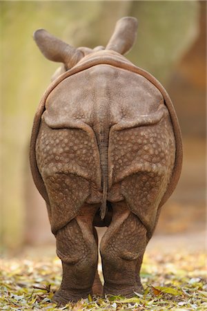 rhinocéros - Vue arrière du veau Rhinoceros Photographie de stock - Rights-Managed, Code: 700-03368520