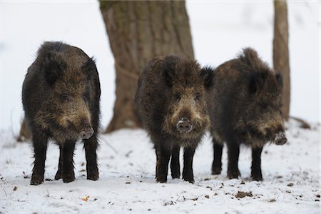 snout - Three Wild Boars in Winter Foto de stock - Con derechos protegidos, Código: 700-03368547