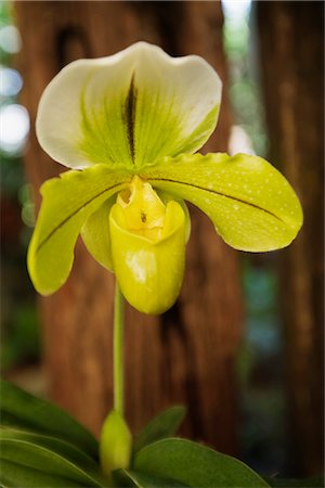 Lady Slipper Orchid at Mae Fa Luang Gardens, Doi Tung Mountain, Thailand Foto de stock - Con derechos protegidos, Código: 700-03368738