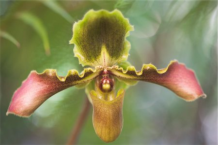 Lady Slipper Orchid at Mae Fa Luang Gardens, Doi Tung Mountain, Thailand Foto de stock - Con derechos protegidos, Código: 700-03368745