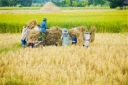 Workers in Rice Field, Chiang Rai Province, Thailand Foto de stock - Con derechos protegidos, Código: 700-03368771