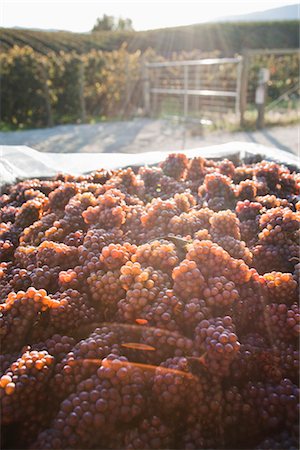 Raisins à la vigne, Naramata, vallée de l'Okanagan, en Colombie-Britannique, Canada Photographie de stock - Rights-Managed, Code: 700-03361640
