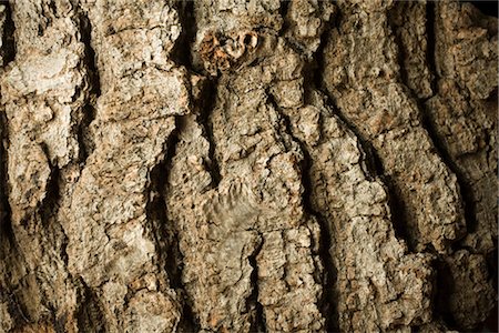 Arbre écorce détail Photographie de stock - Rights-Managed, Code: 700-03392462