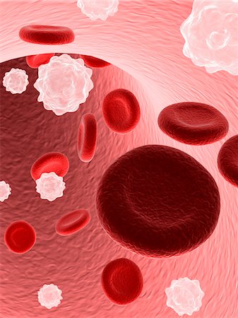 Red and White Blood Cells Foto de stock - Con derechos protegidos, Código: 700-03404438