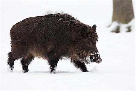swine - Wild Boar Stock Photo - Rights-Managed, Code: 700-03404709