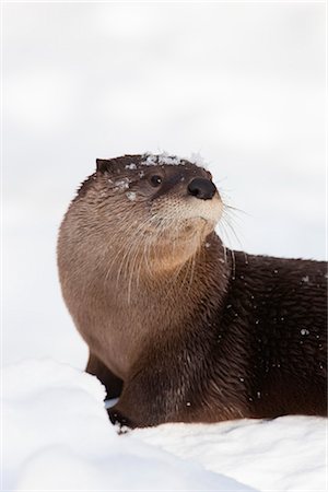 Loutre eurasienne Photographie de stock - Rights-Managed, Code: 700-03404701