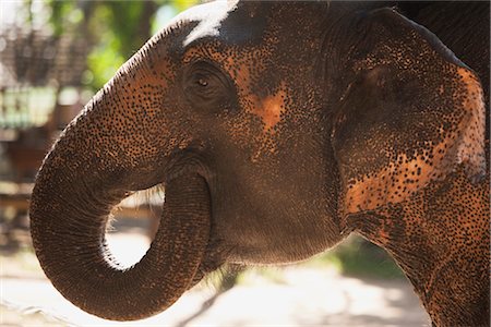 endangered animals side view - Elephant, Thai Elephant Conservation Center, Lampang, Lampang Province, Northern Thailand, Thailand Stock Photo - Rights-Managed, Code: 700-03405556