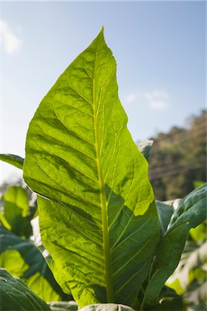 Tobacco Field, Phayao Province, Northern Thailand, Thailand Stock Photo - Rights-Managed, Code: 700-03405566