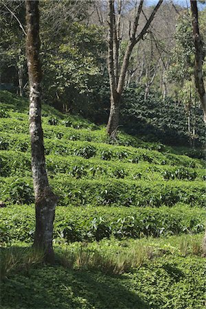 doi tung - Arabica Coffee Plantation, Doi Tung Mountain, Chiang Rai Province, Northern Thailand, Thailand Foto de stock - Con derechos protegidos, Código: 700-03405585