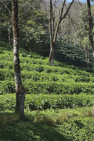 simsearch:600-07656440,k - Arabica Coffee Plantation, Doi Tung Mountain, Chiang Rai Province, Northern Thailand, Thailand Foto de stock - Direito Controlado, Número: 700-03405585