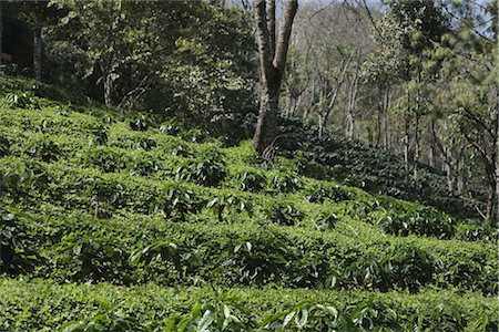 plantación de café - Arabica Coffee Plantation, Doi Tung Mountain, Chiang Rai Province, Northern Thailand, Thailand Foto de stock - Con derechos protegidos, Código: 700-03405586