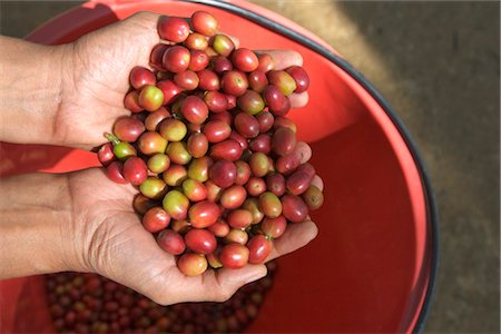 picking coffee - Hands Holding Arabica Coffee Beans Foto de stock - Con derechos protegidos, Código: 700-03405587