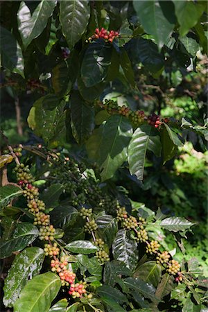 plantation de café - Plantation de café arabica, Province de Chiang Rai, nord de la Thaïlande, Thaïlande Photographie de stock - Rights-Managed, Code: 700-03405590