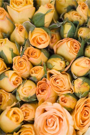 peach blossoms - Roses at Pak Klong Talat Market, Bangkok, Thailand Stock Photo - Rights-Managed, Code: 700-03405606