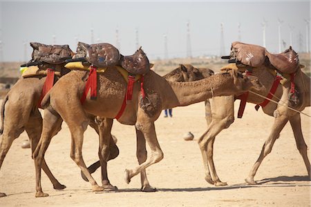 Camel Fair, Jaisalmer, Rajasthan, India Foto de stock - Direito Controlado, Número: 700-03406379