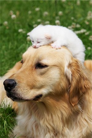 Chaton sur la tête de Golden Retriever Photographie de stock - Rights-Managed, Code: 700-03406451