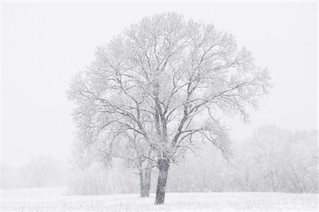 Arbre de peuplier de l'ouest en hiver, Dallas, Texas, USA Photographie de stock - Rights-Managed, Code: 700-03406621