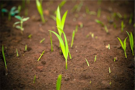 ricrescita - New Plants Sprouting through Soil Fotografie stock - Rights-Managed, Codice: 700-03407264