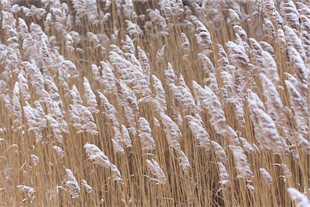 Schneebedeckte Gras, Rhode Island, USA Stockbilder - Lizenzpflichtiges, Bildnummer: 700-03407550