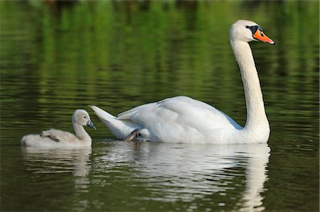 Mute Swan and Cygnet, Bavaria, Germany Foto de stock - Con derechos protegidos, Código: 700-03407746