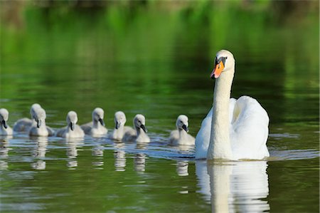 Mute Swan and Cygnets, Bavaria, Germany Foto de stock - Con derechos protegidos, Código: 700-03407747