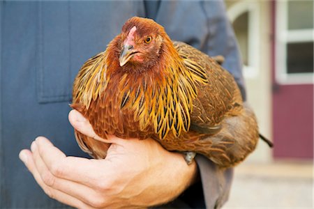 simsearch:700-03407991,k - Man Holding Ameraucana Heritage Breed of Chicken Fotografie stock - Rights-Managed, Codice: 700-03407988