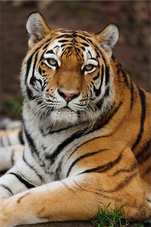 endangered animal - Portrait du tigre de Sibérie, Nuremberg, Bavière, Allemagne Photographie de stock - Rights-Managed, Code: 700-03408019