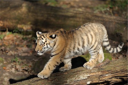 simsearch:700-06752445,k - Siberian Tiger Cub Foto de stock - Con derechos protegidos, Código: 700-03408011