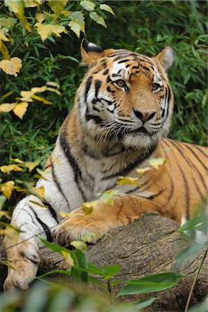 Portrait du tigre de Sibérie, Nuremberg, Bavière, Allemagne Photographie de stock - Rights-Managed, Code: 700-03408013