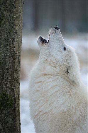 Arctic Wolf Howling, Small Auheim, Hanau, Main-Kinzig, Hesse, Germany Stock Photo - Rights-Managed, Code: 700-03408022