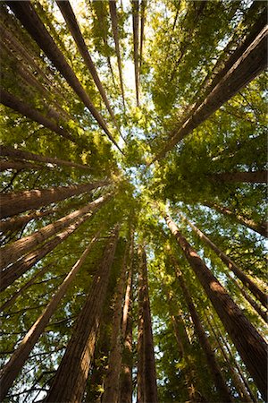 Redwood Trees in Forest, Walk Leading to Hamurana Springs, Rotorua, North Island, New Zealand Stock Photo - Rights-Managed, Code: 700-03403868