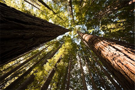 Redwood arbres dans la forêt, promenade menant à ressorts Hamurana, Rotorua, North Island, Nouvelle-Zélande Photographie de stock - Rights-Managed, Code: 700-03403869