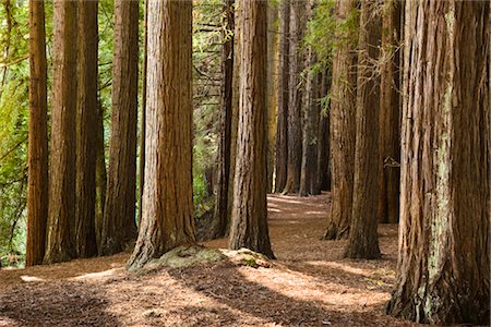 redwood - Redwood arbres dans la forêt, promenade menant à ressorts Hamurana, Rotorua, North Island, Nouvelle-Zélande Photographie de stock - Rights-Managed, Code: 700-03403871