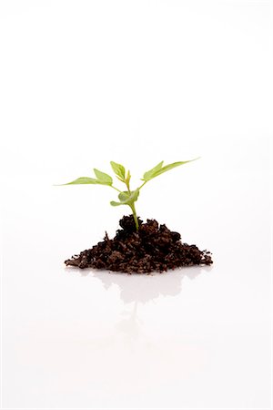 earth white background - Still Life of Seedling Stock Photo - Rights-Managed, Code: 700-03403883