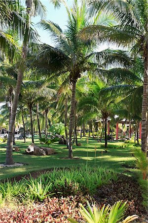 Palm Trees and Landscaping, Varadero, Mantanzas, Cuba Stock Photo - Rights-Managed, Code: 700-03403896