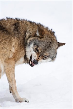 snarling - Portrait of Wolf, Bavarian Forest National Park, Bavaria, Germany Stock Photo - Rights-Managed, Code: 700-03403914