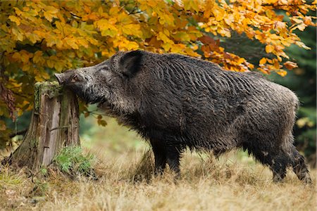 Wild Boar, Germany Foto de stock - Con derechos protegidos, Código: 700-03403913