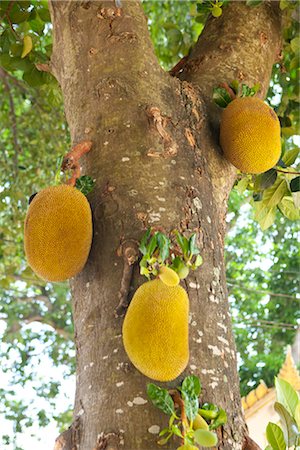 frank rossbach - Jackfruit on tree, Ko Samui, Thailand Foto de stock - Con derechos protegidos, Código: 700-03403931